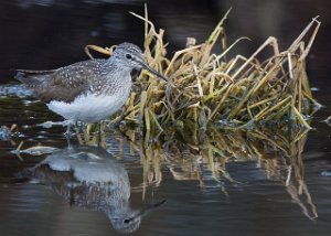 Skogsnipe Målsjøen, Klæbu-0128