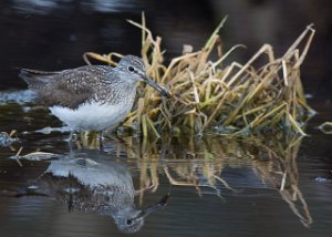 Skogsnipe Målsjøen, Klæbu-0137