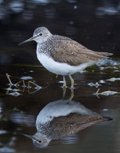 Skogsnipe Målsjøen, Klæbu-0170