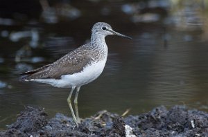 Skogsnipe Målsjøen, Klæbu-0234