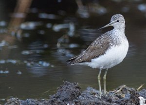 Skogsnipe Målsjøen, Klæbu-0262