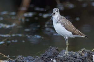 Skogsnipe Målsjøen, Klæbu-0353