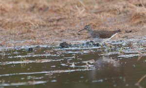 Skogsnipe Målsjøen, Klæbu-1166