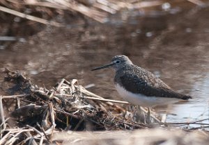 Skogsnipe Målsjøen, Klæbu-2567