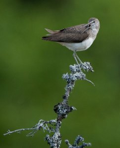 Skogsnipe Trondheim-9613