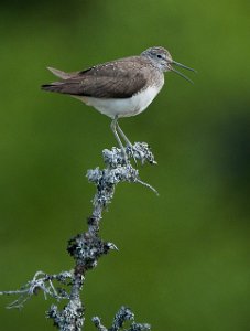 Skogsnipe Trondheim-9646