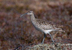 Småspove Krampenes, Finnmark-8297