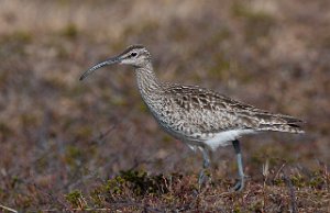 Småspove Krampenes, Finnmark-8303