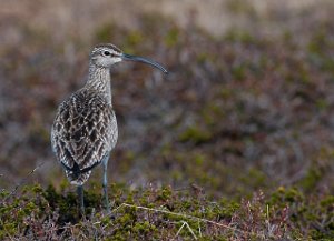 Småspove Krampenes, Finnmark-8308