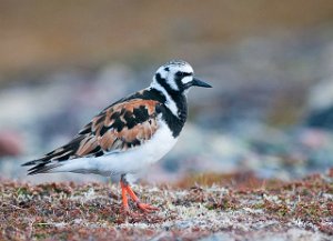 Steinvender Kiberg, Vardø-4249