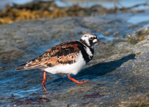 Steinvender Salttjern, Vadsø-6413