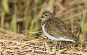 Strandsnipe Målsjøen, Klæbu-0635