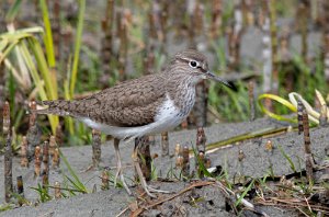 Strandsnipe Tanemsbrua, Klæbu - 4725