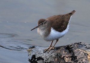 Strandsnipe Tanemsbrua, Klæbu 1532