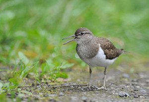 Strandsnipe Volløya, Melhus 461