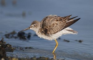 Styltesnipe Tangen, Stjørdal 3543