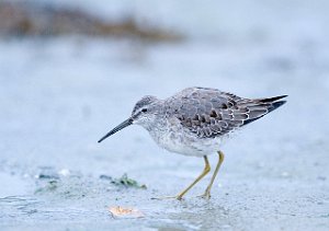 Styltesnipe Tangen, Stjørdal 3653