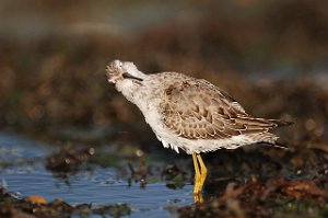 Styltesnipe Tangen, Stjørdal 3704