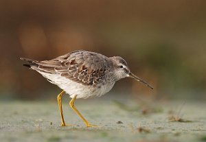 Styltesnipe Tangen, Stjørdal 4307