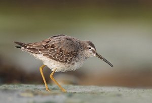 Styltesnipe Tangen, Stjørdal 4316