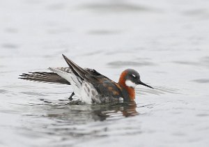 Svømmesnipe Vestpynten, Svalbard 4190