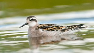 Svømmesnipe Gaulosen, Melhus-6587