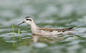 Svømmesnipe Gaulosen, Melhus-6708