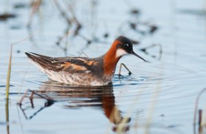 Svømmesnipe Kiberg, Vardø-4098