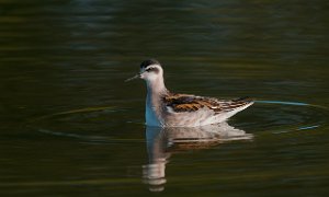 Svømmesnipe Tautra, Frosta-4716