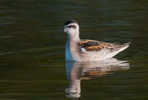 Svømmesnipe Tautra, Frosta-4732