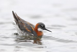 Svømmesnipe Vestpynten, Svalbard 4344