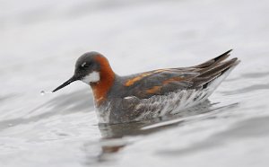 Svømmesnipe Vestpynten, Svalbard 4465