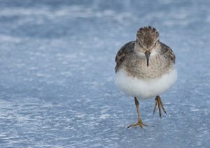 Temmincksnipe Stororkelsjøen, Oppdal - 5522