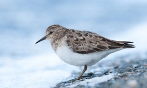 Temmincksnipe Stororkelsjøen, Oppdal-0383