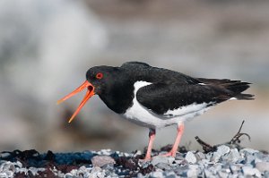 Tjeld Salttjern, Vadsø-5841