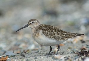 Tundrasnipe Gaulosen, Melhus-7352