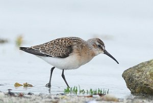 Tundrasnipe Hovsfjæra, Ørland 3122