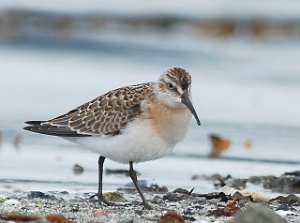 Tundrasnipe Hovsfjæra, Ørland 3146