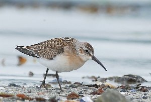 Tundrasnipe Hovsfjæra, Ørland 3148