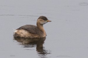 Dvergdykker Nordset, Nidelva, Trondheim-5151