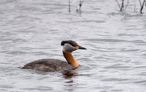 Gråstrupedykker Ännsjøen 2583