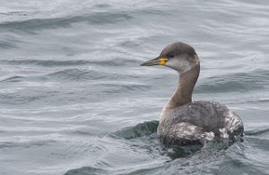 Gråstrupedykker Tautra, Frosta-5383