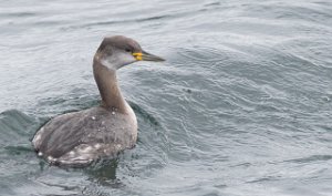 Gråstrupedykker Tautra, Frosta-5386