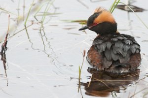 Horndykker Hovdalsvatnet, Frosta-9414