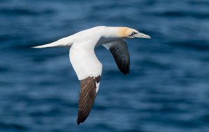 Havsule Runde, Herøy - 8069