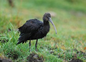 Bronseibis Geisnes, Nærøy 3550