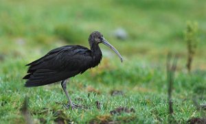 Bronseibis Geisnes, Nærøy 3554