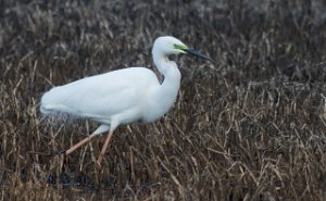 Egretthegre Bergshølen, Stjørdal-9435