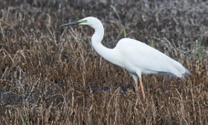 Egretthegre Bergshølen, Stjørdal-9486