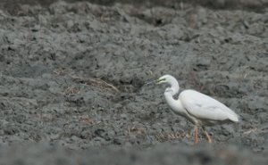 Egretthegre Skånes, Levanger-3133